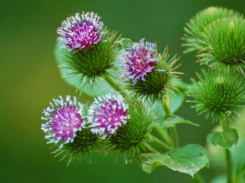 بیدمشک برای کم خونی (سالیکس کاپری) سنتی صنعتی 2 طبع سرد تر پتاسیم