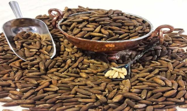 تخمه چلغوز؛ طبع گرم خشک تقویت هوش حاوی ویتامین A