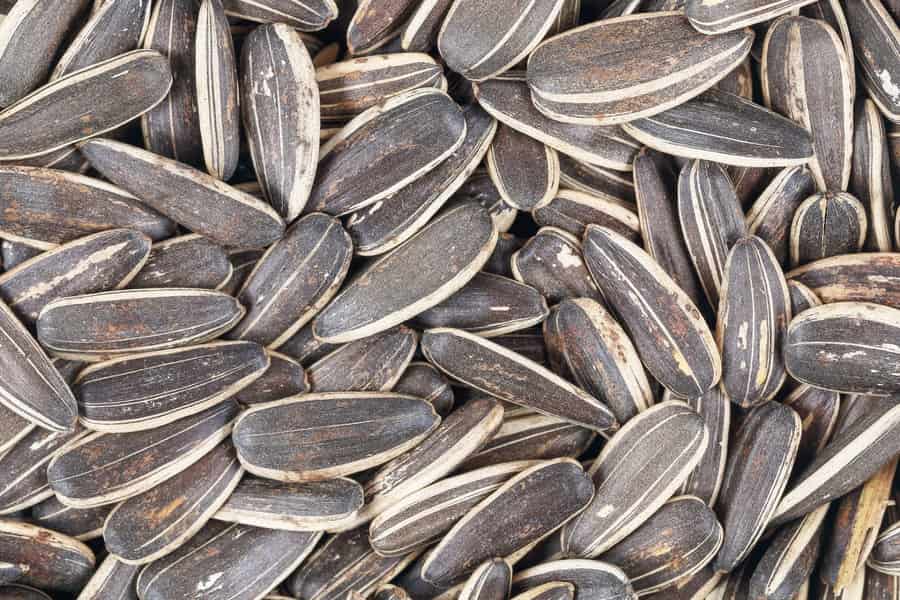 تخمه قرمز برای عروس هلندی؛ حاوی آنتی اکسیدان (2*1) کیلو گرمی