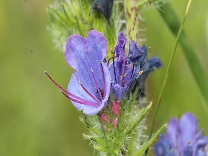 گل گاوزبان فشارخون؛ جوشانده دمنوش مواد مغذی (آنتی اکسیدان کلسیم پتاسیم) ضد استرس