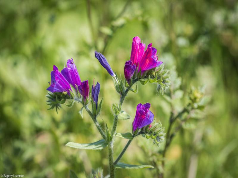 گل گاوزبان غلظت خون؛ درمان التهاب ضد درد قائدگی ویتامین C