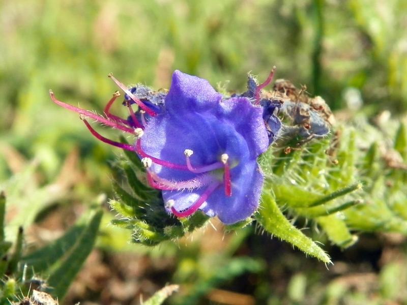 گل گاوزبان ضد اضطراب؛ تقویت سیستم عصبی آنتی اکسیدان درمان سردرد Anti-anxiety