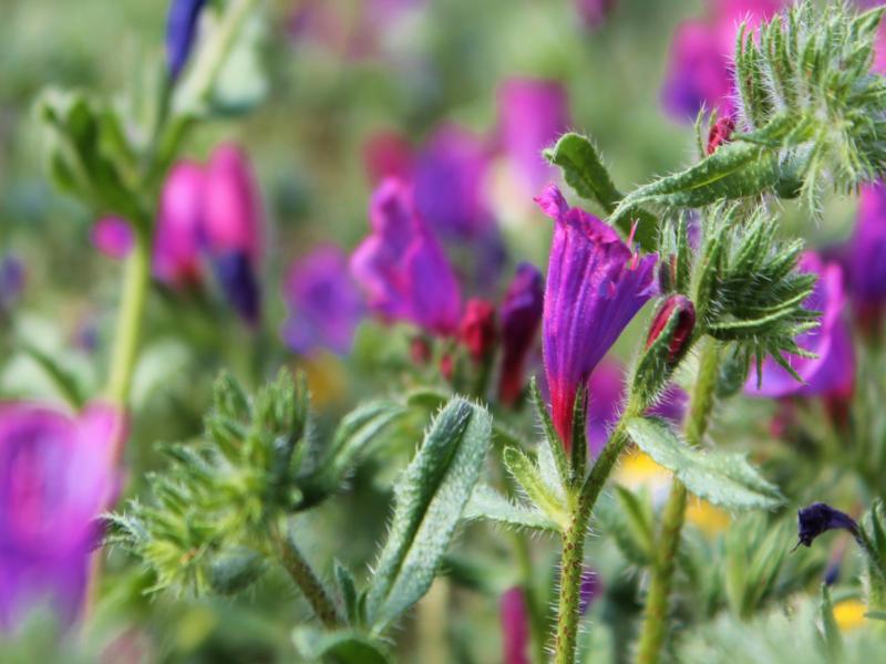 گل گاوزبان ضد نفخ؛ تقویت معده کاهش قند خون درمان جوش Anti-bloating