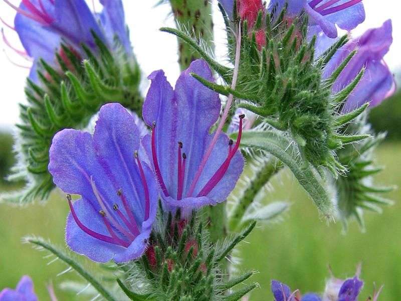 گل گاوزبان سرفه؛ درمان سرماخوردگی ضد میکروب دانه روغنی cough