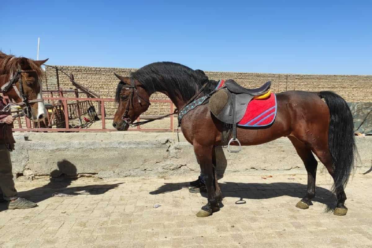 اسب سیلمی عرب تاج؛ پرخاشگر دم بلند Silami Arabian Taj