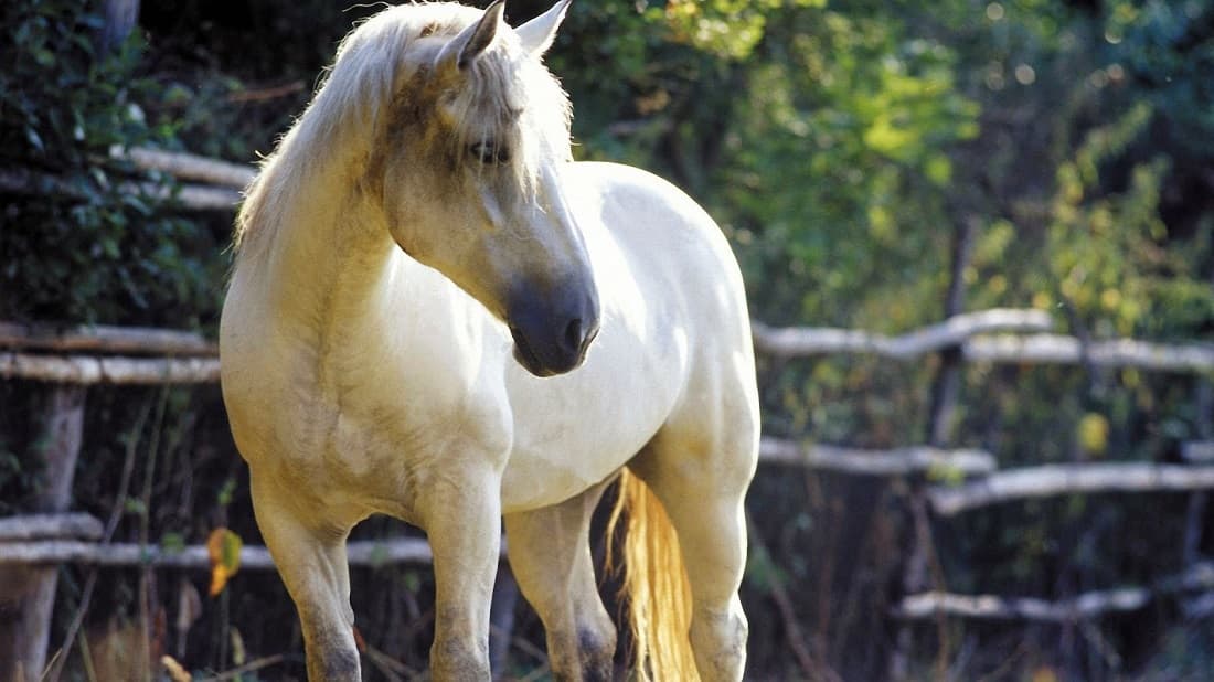 اسب یورقه خراسان؛ باهوش چابک سوارکاری علوفه غلات یونجه Iran