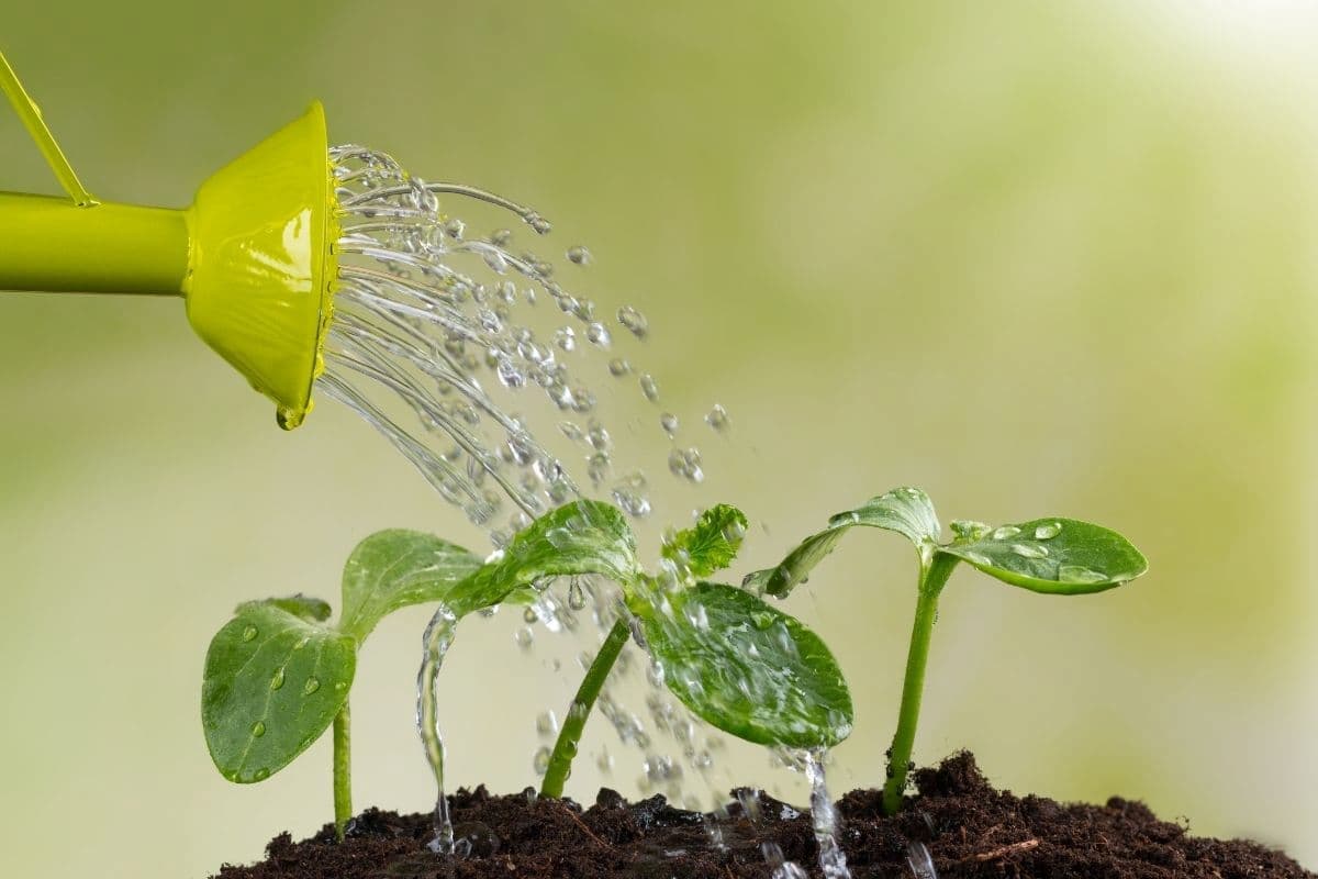 آب مقطر زلال ۲۰ لیتری؛ تولیدی آزماشیگاه درمانی دارویی 95 درصد