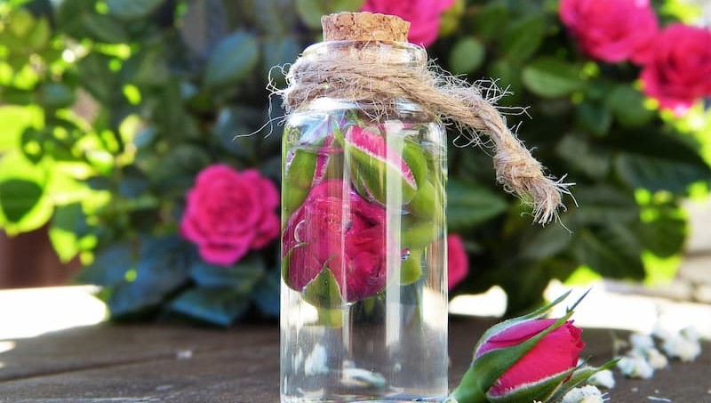 گلاب و سفیدی مو؛ ضد سرطان ویتامین C طبع گرم Rose