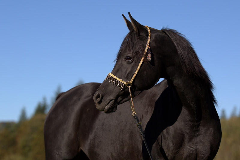 اسب اصیل عرب حمدانی؛ مقاوم آرام رنگ (مشکی رگه های سفید نیلی)