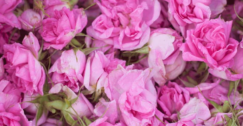 گل محمدی قرمز؛ سلامت چشم رفع بوی دهان حاوی پتاسیم ویتامین (A E C)