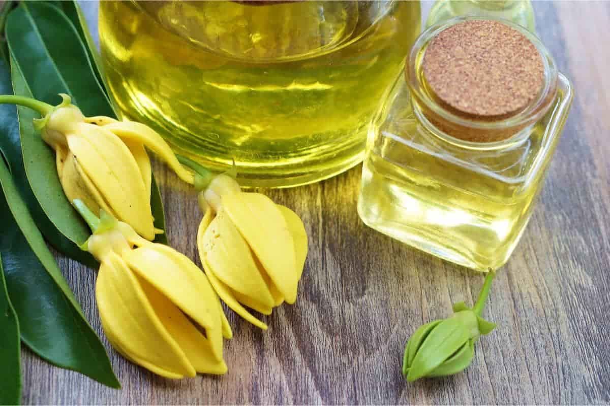 روغن زیتون فدک قم؛ رشد مو (400 500) گرم حاوی قلب پوست