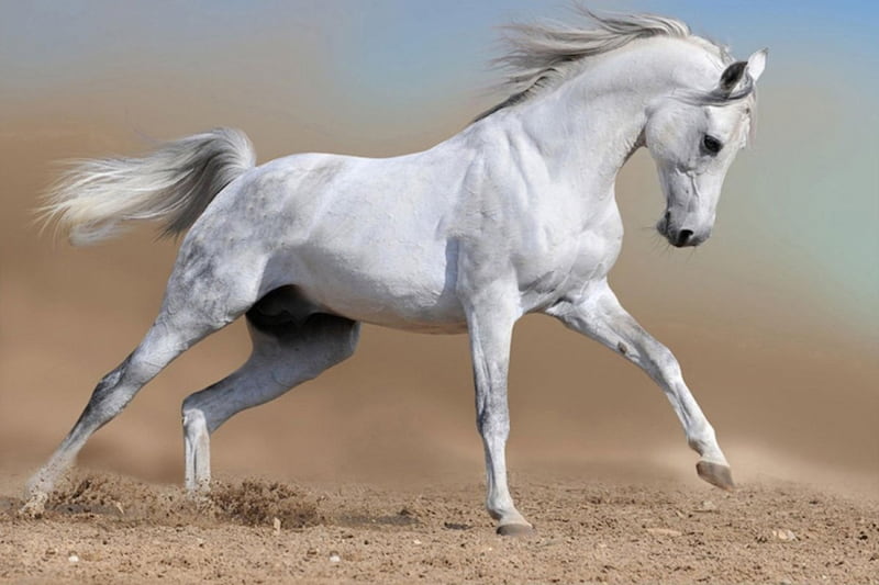 اسب خزر شوشتر؛ چابک 3 رنگ قهوه ای شاه بلوطی سمند پر سرعت