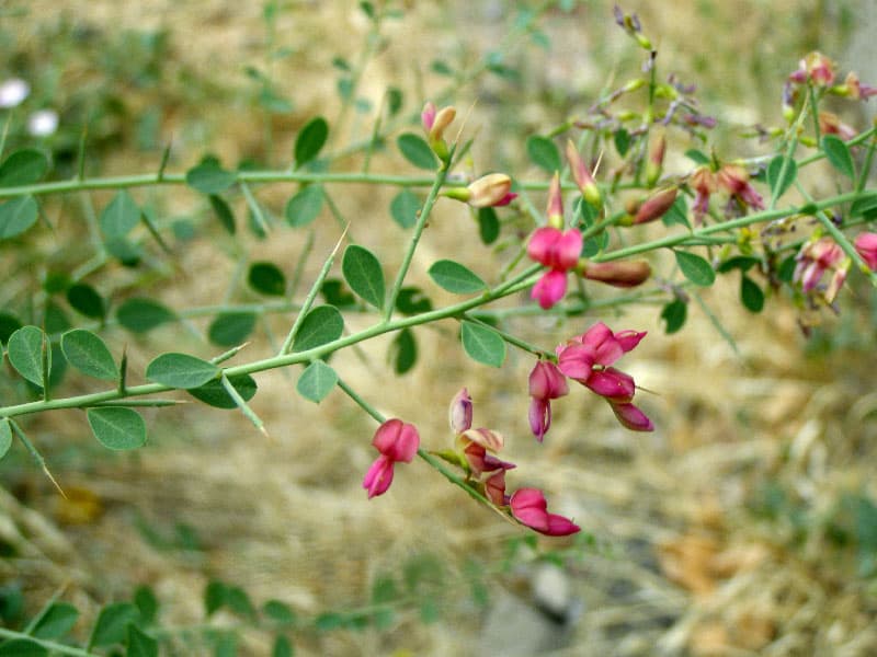 خارشتر برای کلیه درد؛ خشک تازه زرد قهوه ای 2 نوع گلخانه ای فضای آزاد