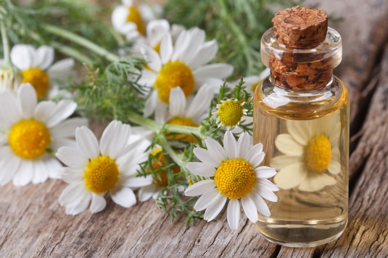 روغن بابونه شیرازی؛ رفع التهاب اضطراب درمان زخم حوزه آشپزی German Chamomile