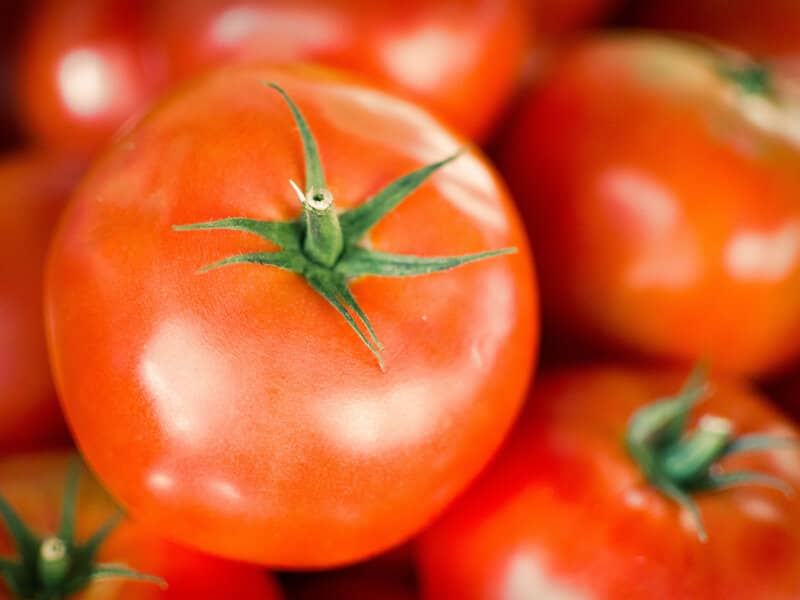 بذر گوجه فرنگی متین f1؛ بوته هیبرید سبزی صیفی آفتاب دوست Matin