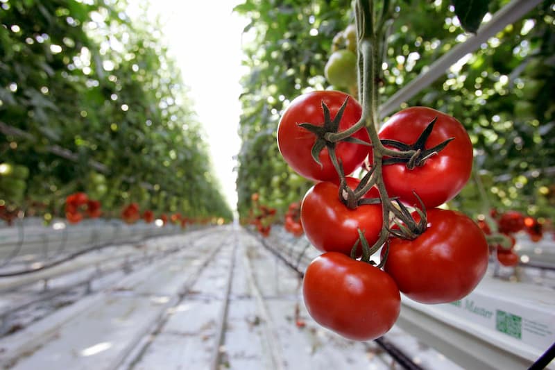 گوجه فرنگی و التهاب؛ قرمز شیرین ترش 2 سایز (ریز درشت)