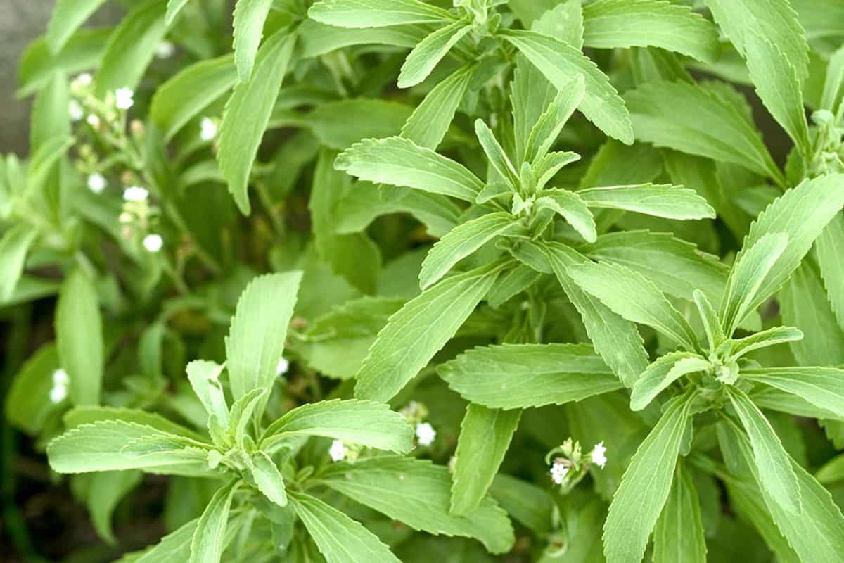 استویا در رژیم کتوژنیک؛ شیرین کنترل دیابت گیاه دارویی calories 0