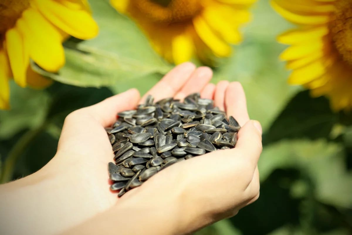 تخمه آفتابگردان برای سرماخوردگی؛ بادامی کله قوچی 2 رنگ سفید سیاه Sunflower