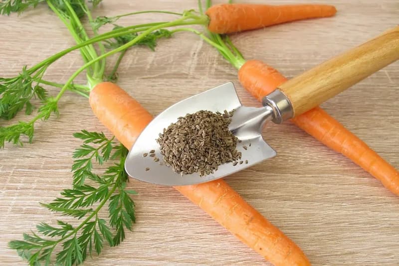 بذر هویج؛ ریز نایلونی قوطی 2 نوع زمستانی تابستانی