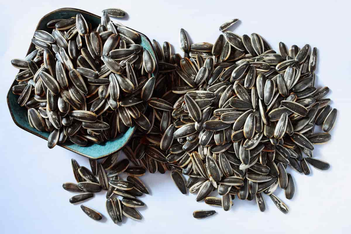 تخمه آفتابگردان برای سگ؛ لیمویی گلپردار خام سلنیوم ویتامین (E B8)