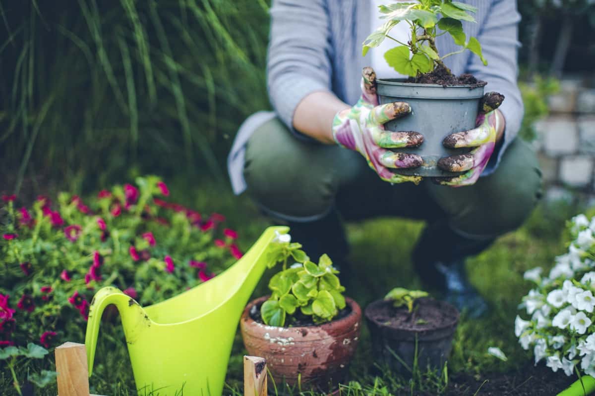 گلدان پلاستیکی نازک؛ بادوام استاندارد سبک تولید iran