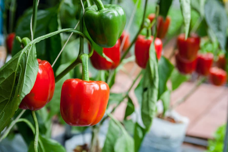 بذر فلفل دلمه ای پی اس؛ چهار حجره ای 2 فصل پاییز بهار ویتامین A