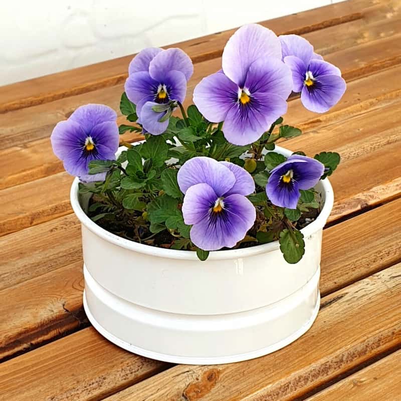 گلدان فلزی سطلی کوچک؛ گالوانیزه مقاوم مناسب (رستوران کافی شاپ)