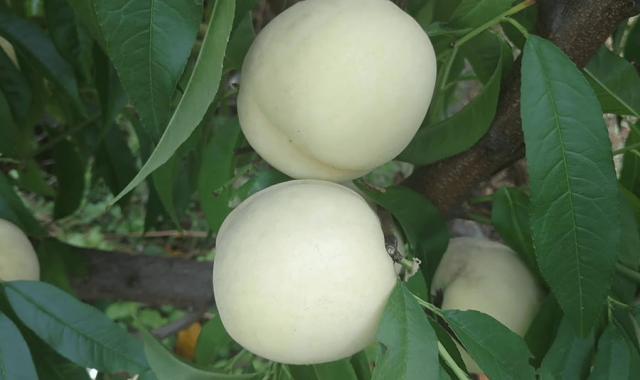 سیب سفید در تهران؛ درمان یبوست نفخ لاغری عمده خرده فیبر Vitamin A