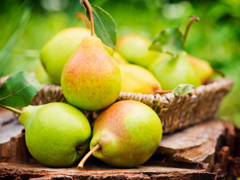 گلابی شاه میوه کرج؛ درگزی پا کوتاه سیبری رفع تشنگی حاوی منیزیم Manganese