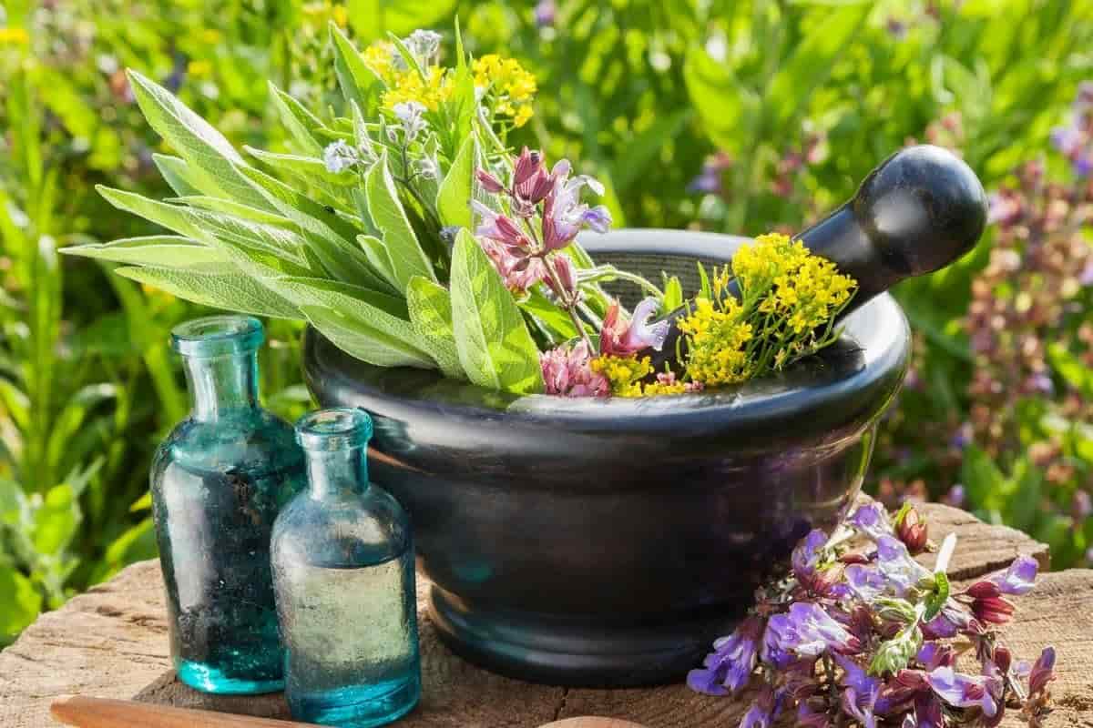 گیاه دارویی باریجه؛ طبع گرم درمان رحم سم زدایی دندان Semnan