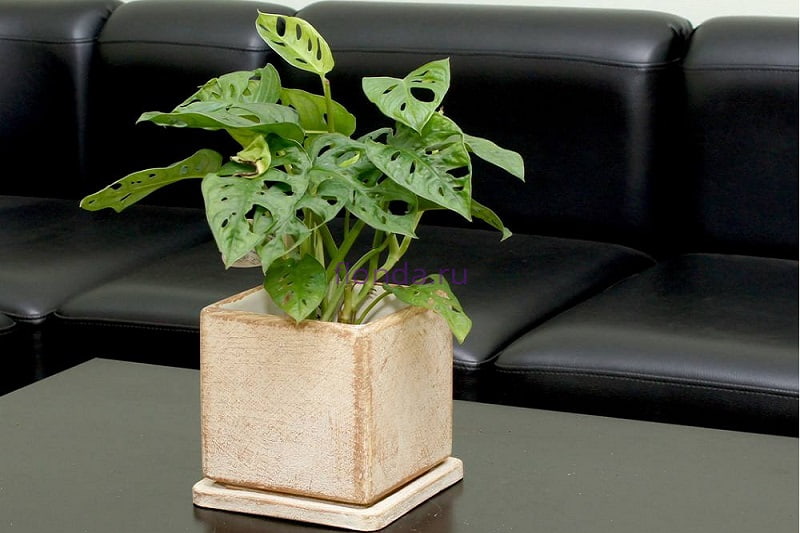 گلدان سنگی مربع؛ دستی ماشینی مناسب گل گیاه (کوچک بزرگ) flower pot