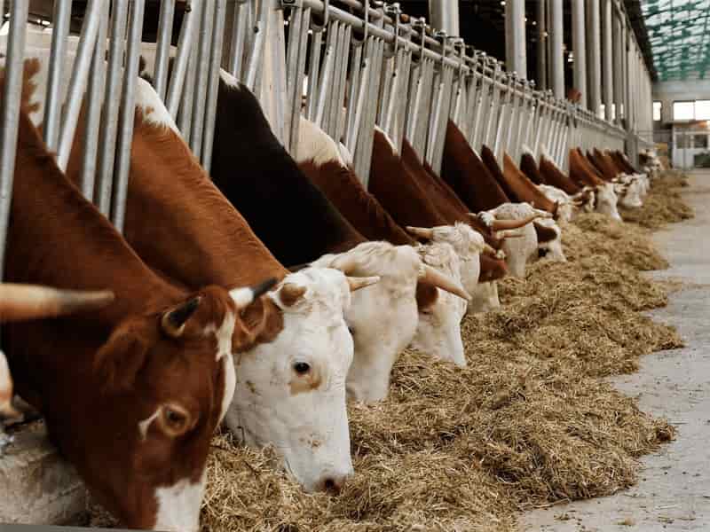 خوراک دام زواره؛ علوفه ای فشرده مکمل آنزیمی عضله ساز Selenium