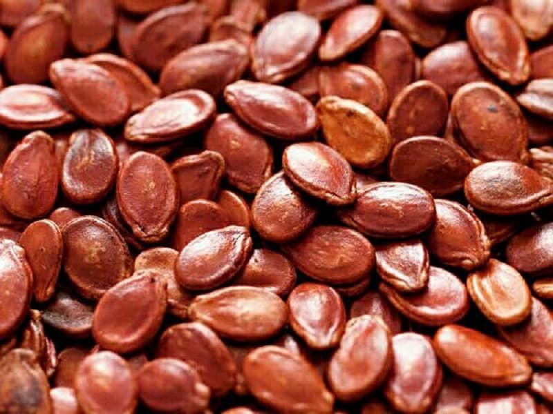 تخمه ژاپنی خام؛ کنترل قند خون کم خونی پوکی استخوان (کلسیم منیزیم)