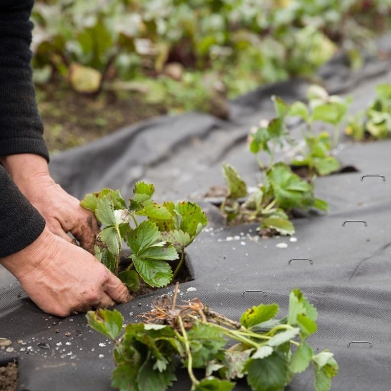 نایلون کشت صیفی جات؛ پلی اتیلن شفاف سیاه سفید (100*150) سانتی متر PE
