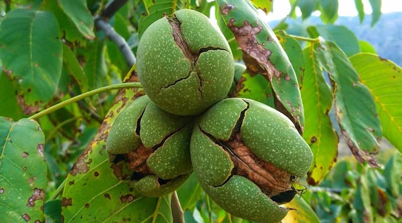 مغز گردو خیس؛ با پوست بدون پوست قهوه ای کلسیم امگا 3