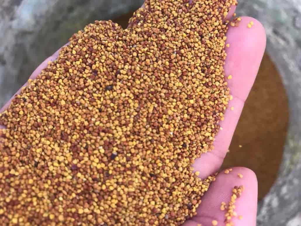 بذر یونجه همدانی ریشه تلخ؛ خوراک دام 2 ویژگی آبیاری متوسط دمای پایین Hamadani