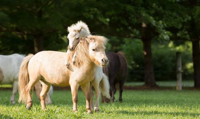 اسب کوچک شمالی؛ تزیینی یال بلند قدرت بدنی بالا ایرانی Horse