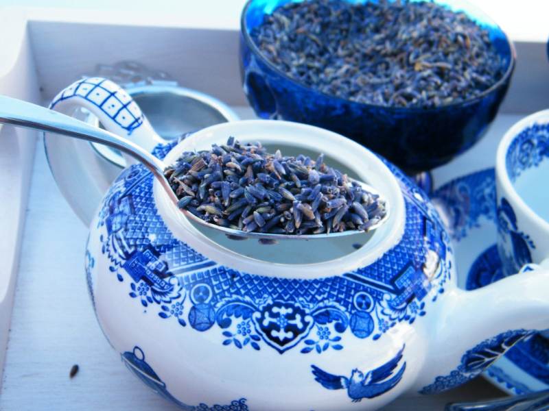 گل گاو زبان برای پریودی؛ ایرانی اروپایی طبع گرم حاوی کلسیم Antioxidants