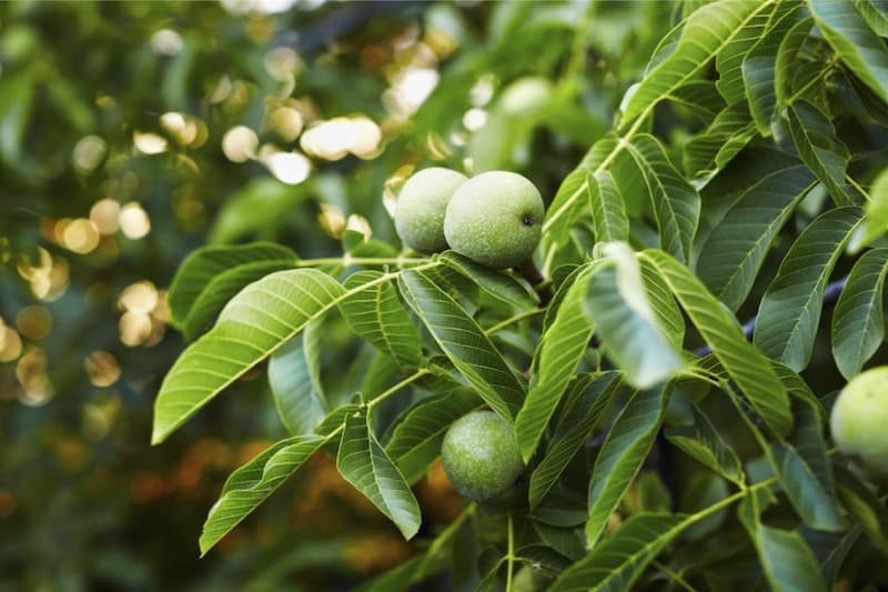 گردو خوشه ای پاکوتاه در مازندران؛ پدرو آمریکا عمر اقتصادی 100 سال walnut