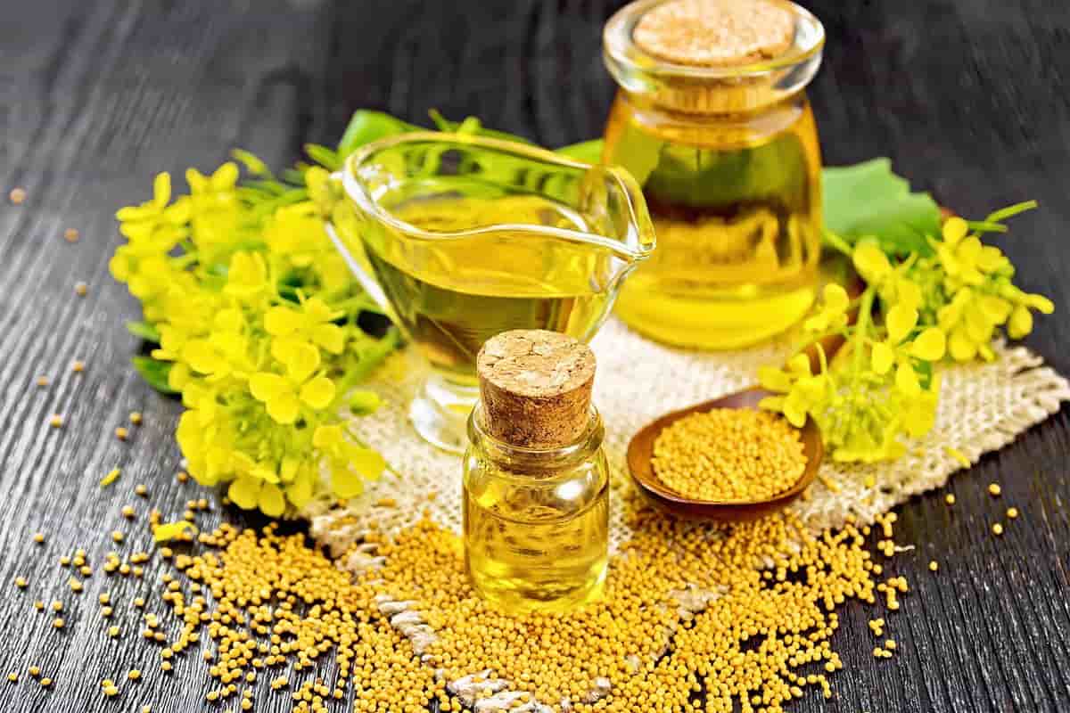 دانه روغن کلزا؛ تقویت قلب ریزش مو شفافیت پوست ویتامین E