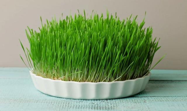 گلدان سفالی برای سبزه عید؛ نگهداری رطوبت 8 سایز Clay