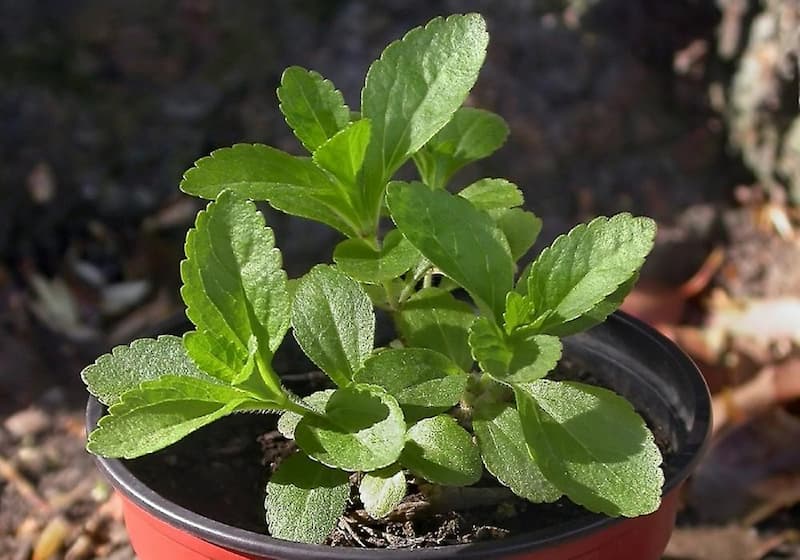 استویا به جای شکر؛ طبع سرد 2 نوع مایع جامد stevia