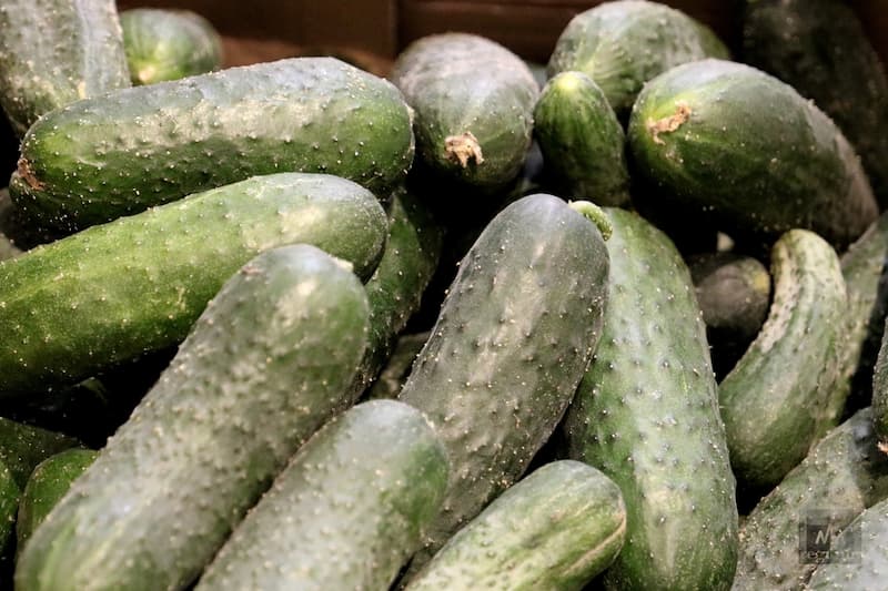 بذر خیار گلخانه ای ناگین در تهران؛ کشور هلند مقاوم Seed