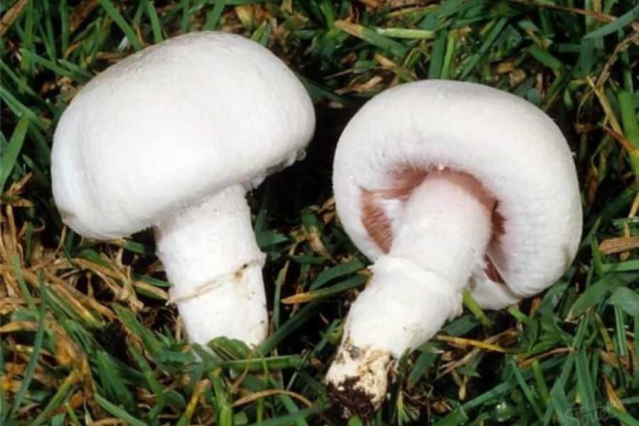 بذر قارچ صدفی ارومیه؛ سالمون طلایی فلوریدا حاوی ویتامین Urmia