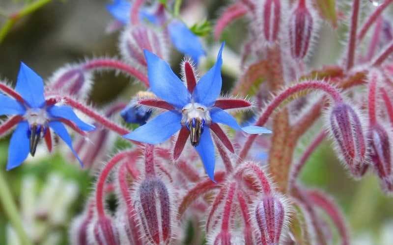 گل گاوزبان برای بلغمی ها؛ آرامبخش طبیعی درمان عفونت Vitamin C