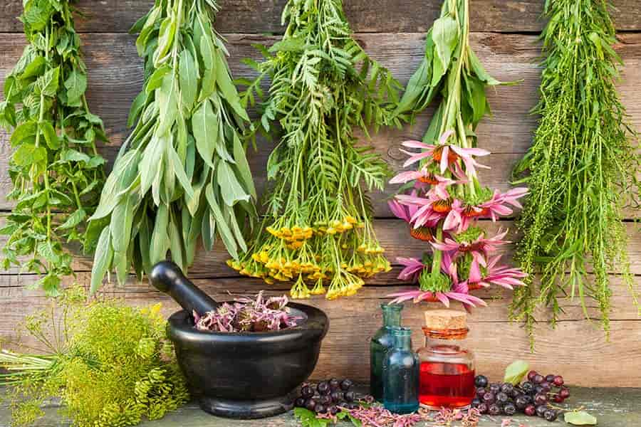 گیاهان دارویی مشهد؛ کاهش استرس ( ریحان و بابونه)