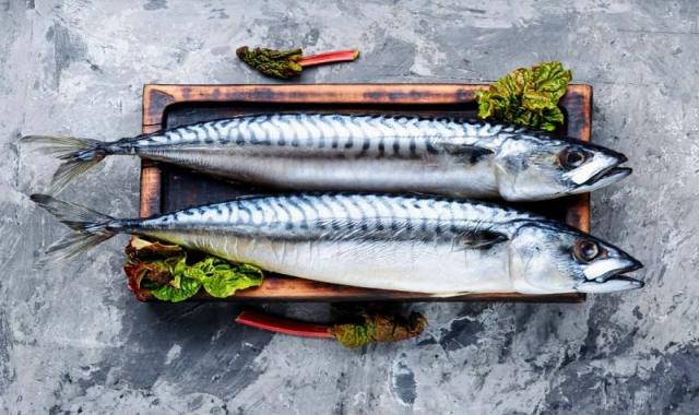 ماهی شیر بندر سارم؛ پرورشی نقره ای روشن روی پروتئین زیستگاه Persian gulf