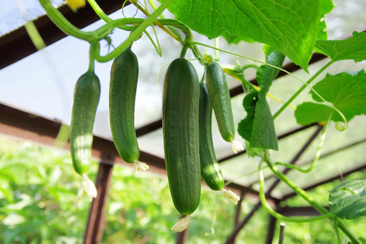 بذر خیار گلخانه ای شاهین؛ قلمی خاردار مینی سبز تیره Shahin