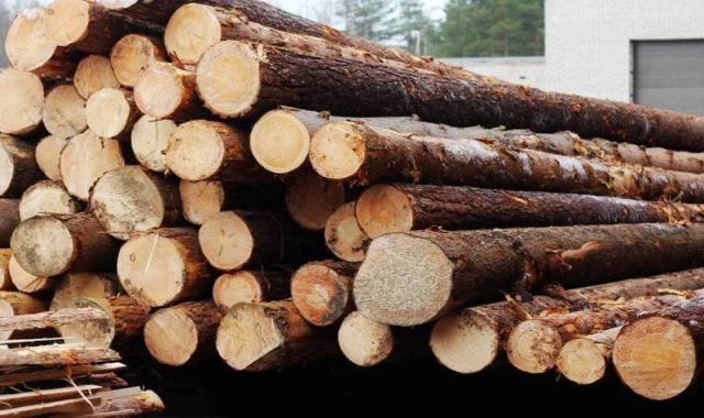 چوب درخت نارون؛ پوست شفاف رنگبندی قهوه ای کرم قطر (100) سانتی متر