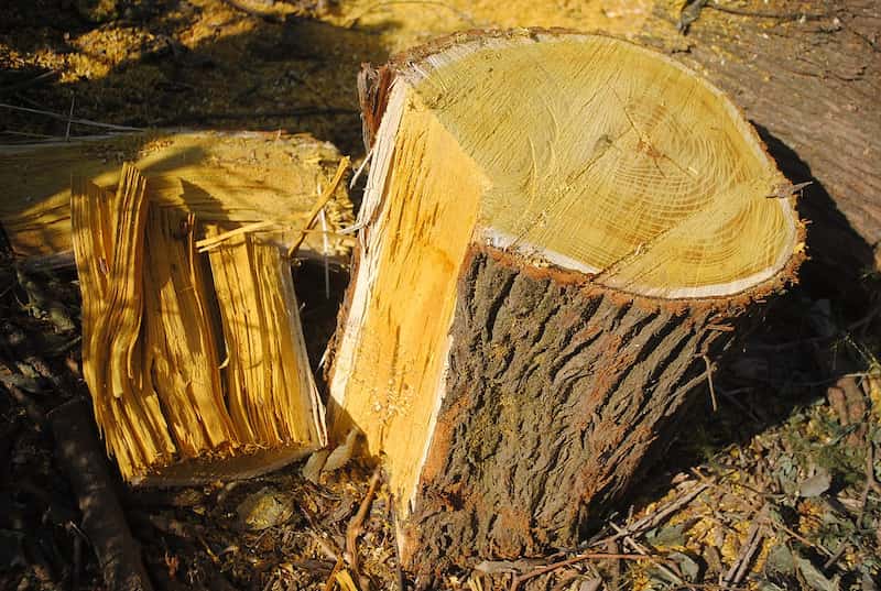 چوب درخت نارنج؛ الیاف فشرده 2 رنگ سفید زرد Fars